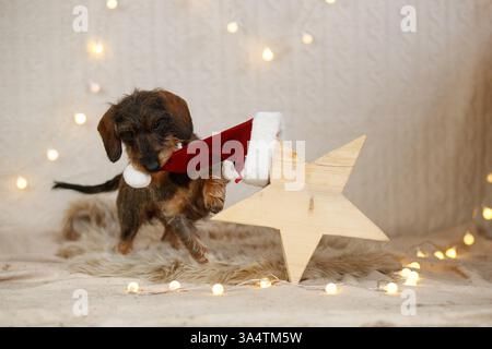 Teckel à poil dur décoré de noël Banque D'Images