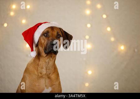 Rhodesian Ridgeback dans la décoration de noël Banque D'Images