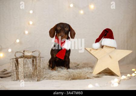 Teckel à poil dur décoré de noël Banque D'Images