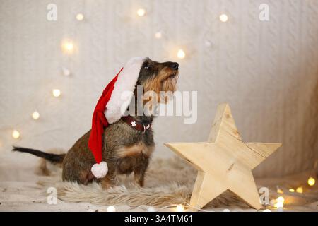 Teckel à poil dur décoré de noël Banque D'Images