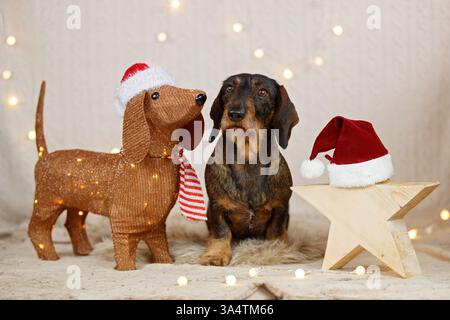 Teckel à poil dur décoré de noël Banque D'Images