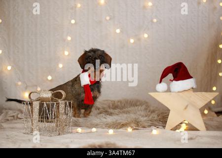 Teckel à poil dur décoré de noël Banque D'Images