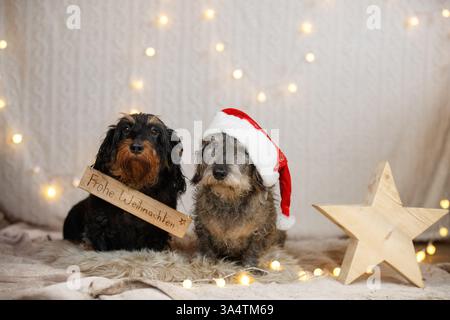 Teckel à poil dur décoré de noël Banque D'Images