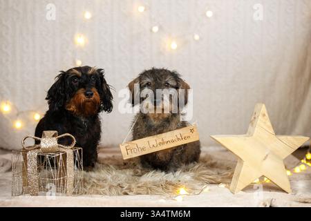 Teckel à poil dur décoré de noël Banque D'Images