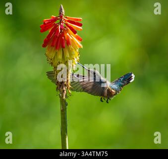 Un colibri à queue large embrassant une plante Red Hot Poker dans le jardin avec des ailes ouvertes, prêt à polliniser. Vue rapprochée. Banque D'Images