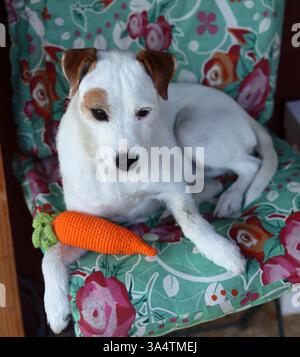 Jack Russell terrier chiot est assis sur une chaise avec un jouet de carotte Banque D'Images