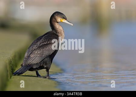 Un grand cormoran (Phalacrocorax carbo) perché dans le port. Banque D'Images