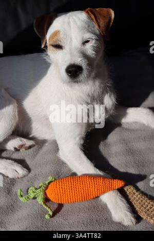 Jack Russell terrier avec jouet carotte assis sur le canapé à la maison Banque D'Images