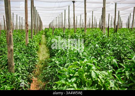 plantes de poivrons verts de serre poussant à l'ombre Banque D'Images