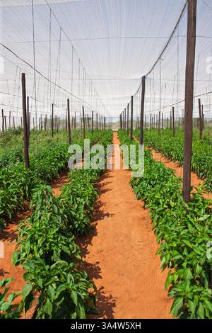 plantes de poivrons verts de serre poussant à l'ombre Banque D'Images