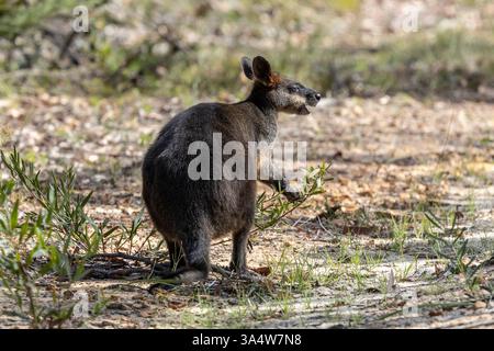 Marais australien Wallaby se nourrissant d'arbustes Banque D'Images