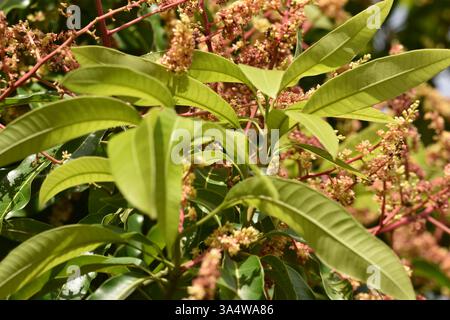 Julie manguier fleurissant dans une arrière-cour ou un potager à Bejucal, Trinité-et-Tobago. Banque D'Images