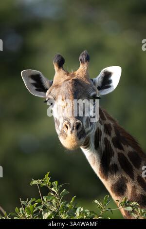 La tête photographiée de près d'une girafe Masaï africaine regardant dans l'appareil photo Banque D'Images