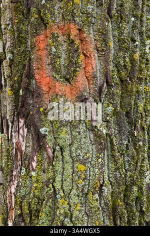 Populus - détail d'écorce de peuplier avec marque de peinture circulaire rouge, Bryophyta - mousse verte et croissance de lichen en été. Banque D'Images