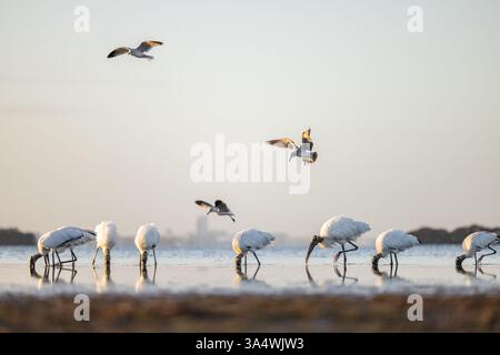 Les cigognes des bois se nourrissent dans les eaux peu profondes alors que les mouettes volent au-dessus du ciel au lever du soleil, Honeymoon Island State Park, Dunedin, Floride. Banque D'Images
