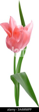 Belle tulipe rose réaliste. Objet isolé vectoriel pour fond sur le thème du printemps, invitations à la fête des mères, affiches de printemps, dessins de Pâques, 8 mars Illustration de Vecteur