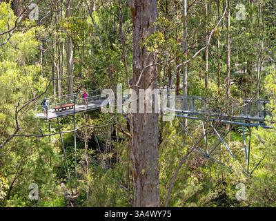 La Vallée des Géants Tree Top Walk Banque D'Images