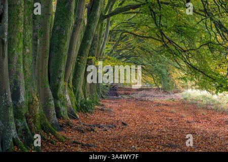 Une rangée de hêtres à l'automne avec un tapis de feuilles mortes dans le parc national South Downs près de Chilgrove dans le Sussex de l'Ouest Banque D'Images