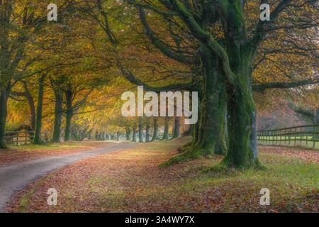 Une route à voie unique passe entre des hêtres de couleur dorée par une journée ensoleillée en automne sur les South Downs. Banque D'Images