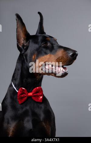 Un majestueux Doberman avec un manteau noir brillant et des marques bronzées porte un noeud papillon rouge élégant, posant avec confiance sur un fond gris neutre. Banque D'Images