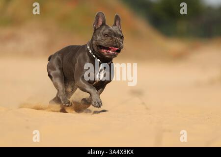 Bouledogue Français Banque D'Images