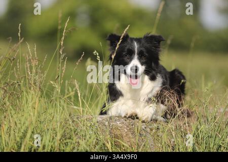 Collie de bordure noir-blanc Banque D'Images