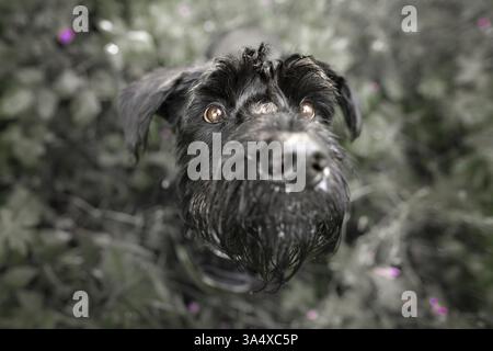 schnauzer géant Banque D'Images