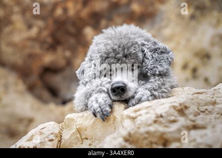 Caniche standard royale pour homme Banque D'Images