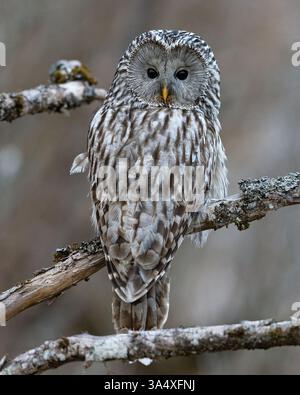 Portrait de hibou Oural dans le paysage forestier Banque D'Images