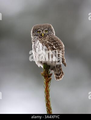 Hibou pygmée au sommet d'un arbre Banque D'Images
