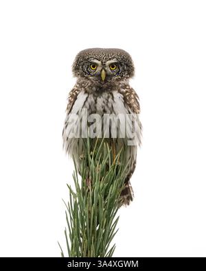 Hibou pygmée eurasien sur le dessus de l'arbre bruce isolé sur fond blanc Banque D'Images