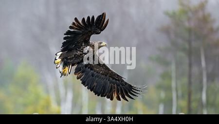 Aigle en vol, paysage de forêt brumeuse en arrière-plan Banque D'Images
