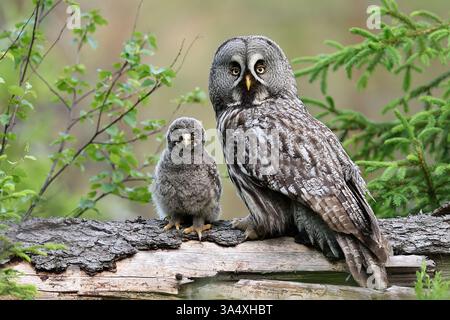 Grand hibou gris avec un poussin dans la forêt Banque D'Images