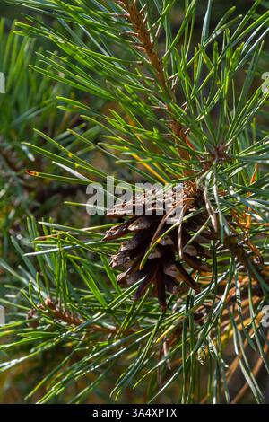 Pinus sylvestris branche avec des cônes en milieu naturel. Banque D'Images
