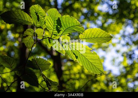 Foyer sélectif des feuilles de celer d'Ulmus pumila, du cornbeam européen ou du carpinus betulus dans le jardin, petite plante à feuilles qui forme une haie dense, verte Banque D'Images