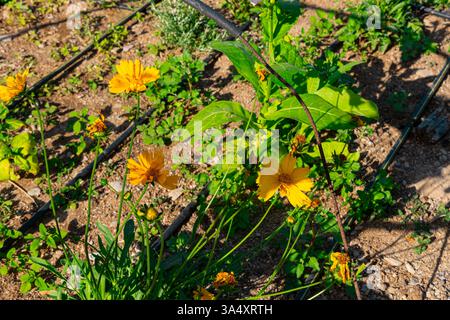 Un lit de jardin surélevé au printemps est planté et mis en place avec irrigation. La mise en irrigation dans des lits surélevés réduit la consommation d'eau comp Banque D'Images