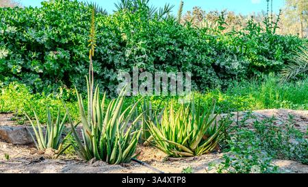 Arrière-cour avec aménagement paysager fantastique, patio, plantes résistantes à la sécheresse. Photo de haute qualité Banque D'Images
