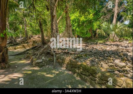 Végétation de la forêt tropicale dans les ruines mayas de Chacchoben, Quintana Roo, Mexique Banque D'Images
