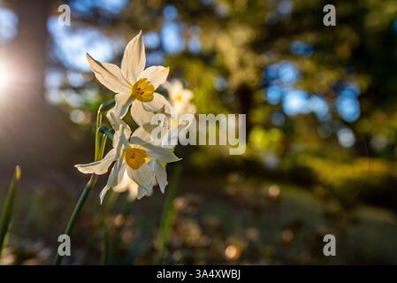 Jonquils (Narcissus tazetta papyracée) dans l'après-midi soleil dans un jardin australien Banque D'Images