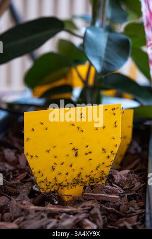 Mouchettes de champignons piégés sur du papier piège jaune collant. Gros plan, plante en pot vert en arrière-plan, pas de gens Banque D'Images