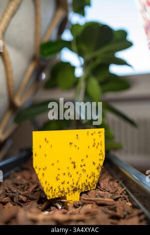 Mouchettes de champignons piégés sur du papier piège jaune collant. Gros plan, plante en pot vert en arrière-plan, pas de gens Banque D'Images