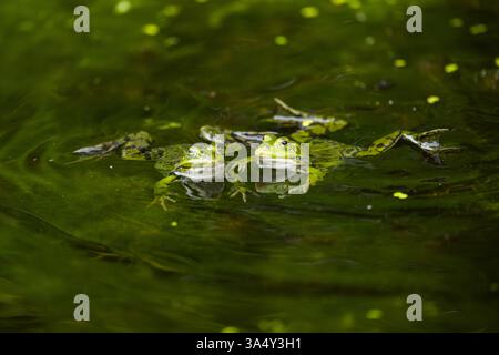 grenouille d'eau dans le lac Banque D'Images