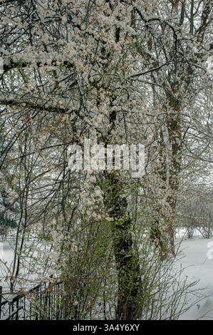Fleurs de prune de cerise blanche sous les chutes de neige, les pétales délicats sont couverts de neige. Coup de froid au printemps, neige en avril Banque D'Images