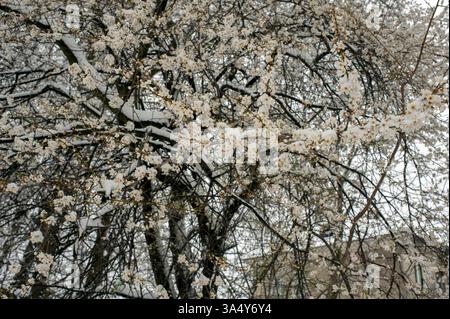 Fleurs de prune de cerise blanche sous les chutes de neige, les pétales délicats sont couverts de neige. Coup de froid au printemps, neige en avril Banque D'Images