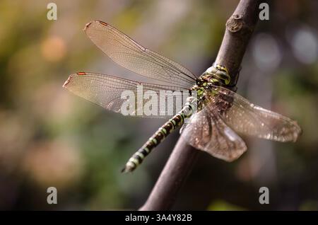 Gros plan macro d'une femelle Southern Hawker Dragonfly en vert, brun et noir reposant à l'extérieur sur une branche sur un fond naturel flou Banque D'Images