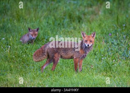 le renard roux Banque D'Images