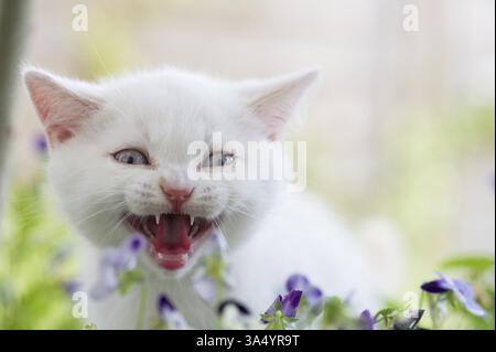 Chaton British Shorthair Banque D'Images