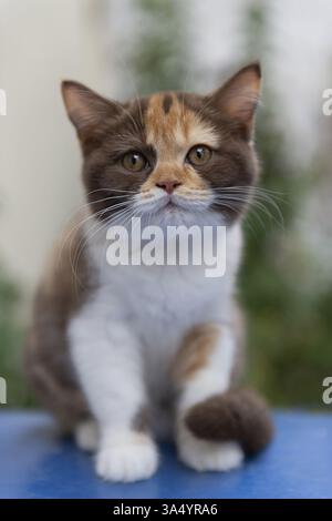 Chaton British Shorthair Banque D'Images
