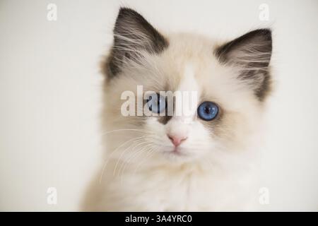 Chaton Ragdoll Banque D'Images