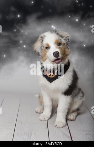 Jeune Berger Australien Banque D'Images